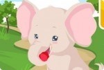 Elefant pflegen Elefant pflegen