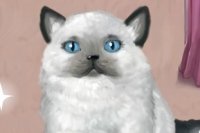 Frau Katze Frau Katze