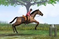 Springreiten Springreiten