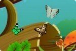 Schmetterlinge sammeln